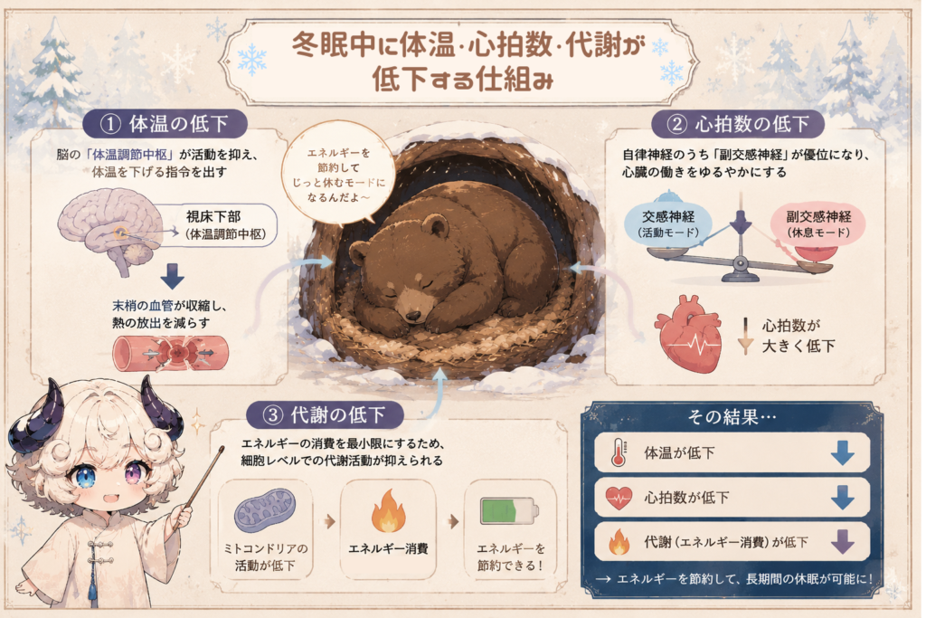 冬眠中に体温・心拍数・代謝が低下する仕組みを示した図解